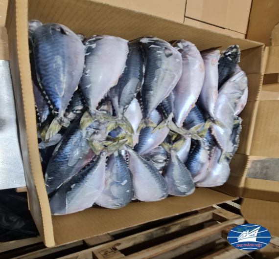 CÁ SABA  NHẬT (JAPAN) THÙNG 10KG SIZE 200-300